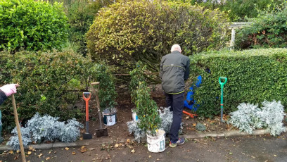 North Lodge Park - Hedge replacements