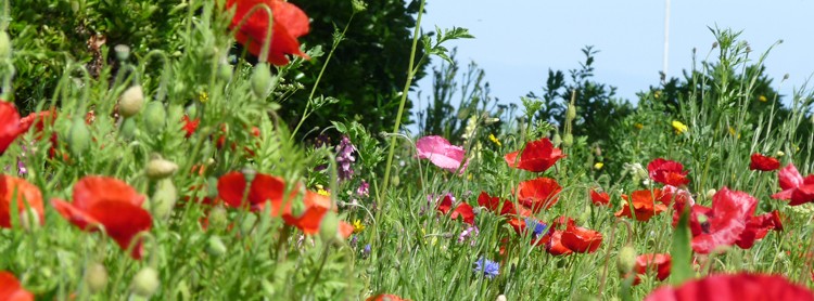 poppies in north lodge park