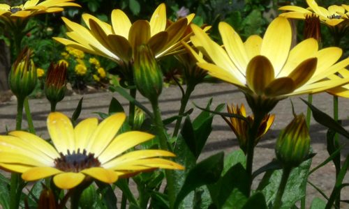 Noth Lodge Park gardens