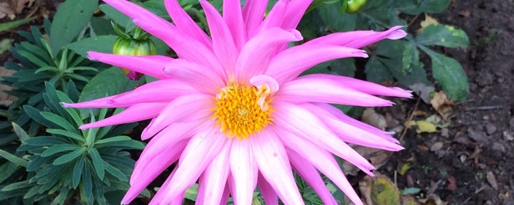 north lodge park cromer